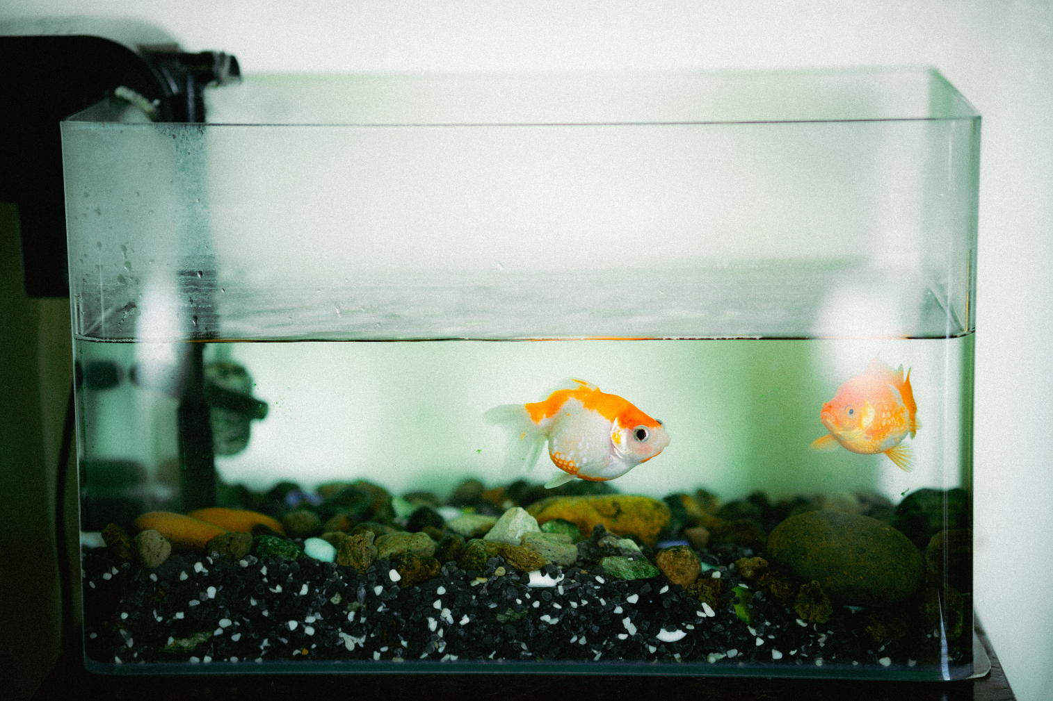 Small Tank Goldfish