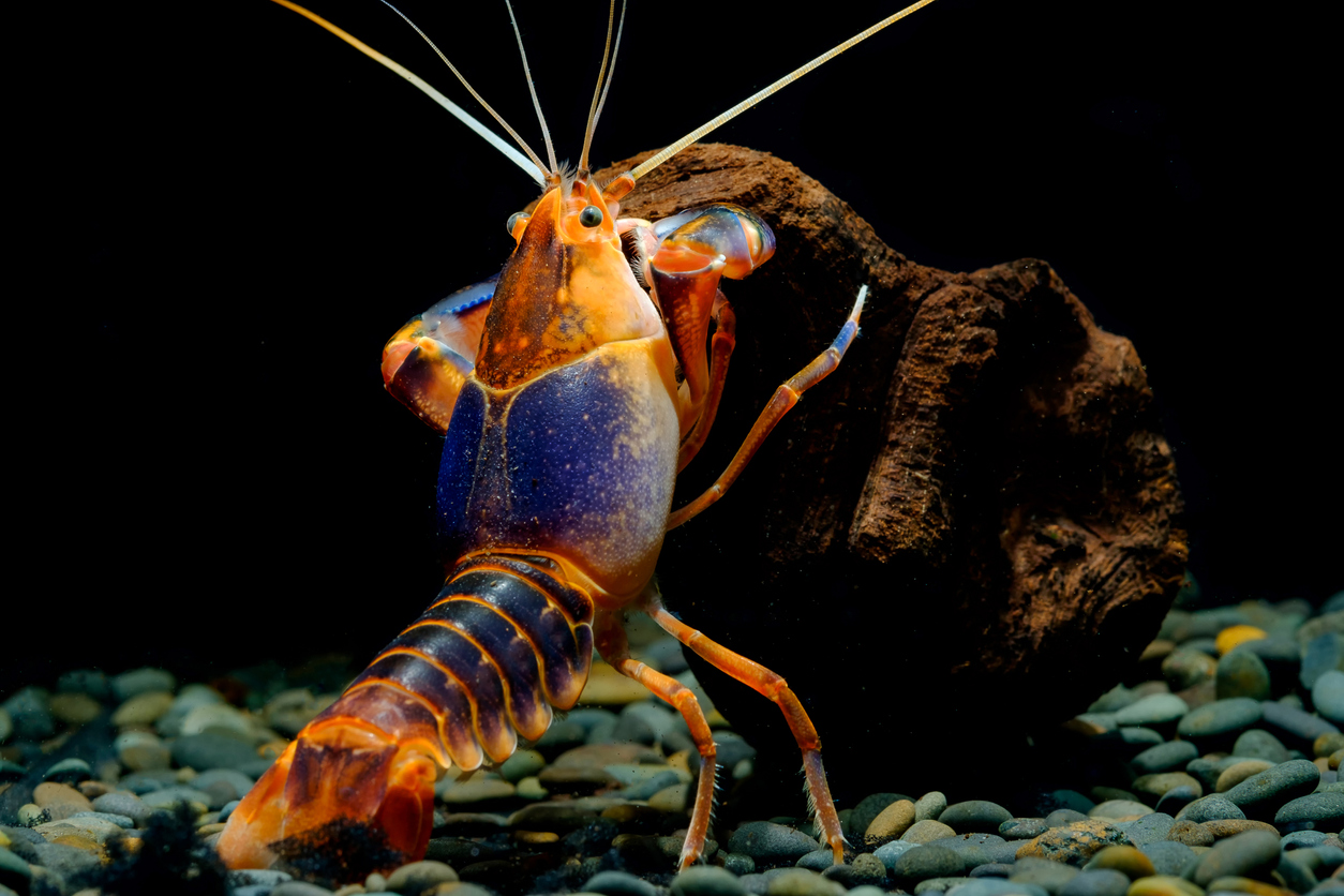 Crayfish Diet