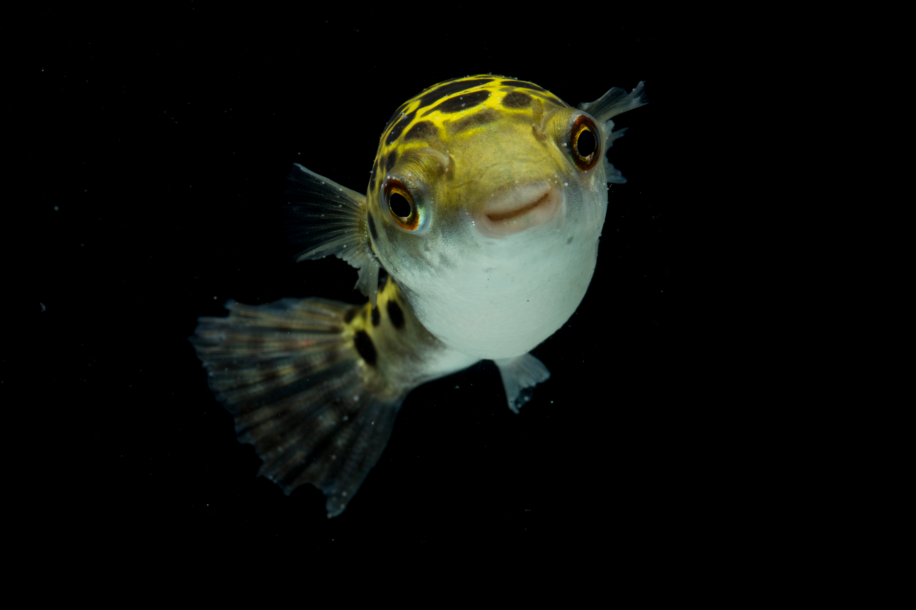 Green Spotted Puffer Aggression