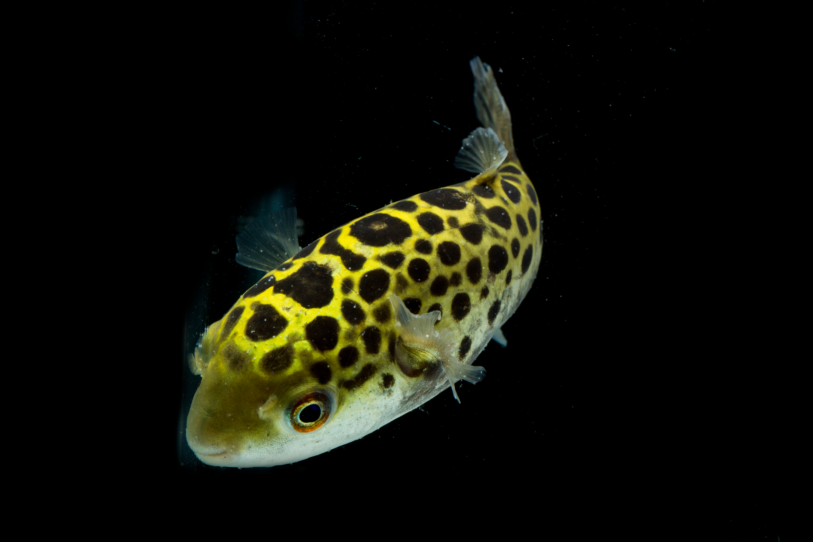 Poisonous Green Spotted Puffer