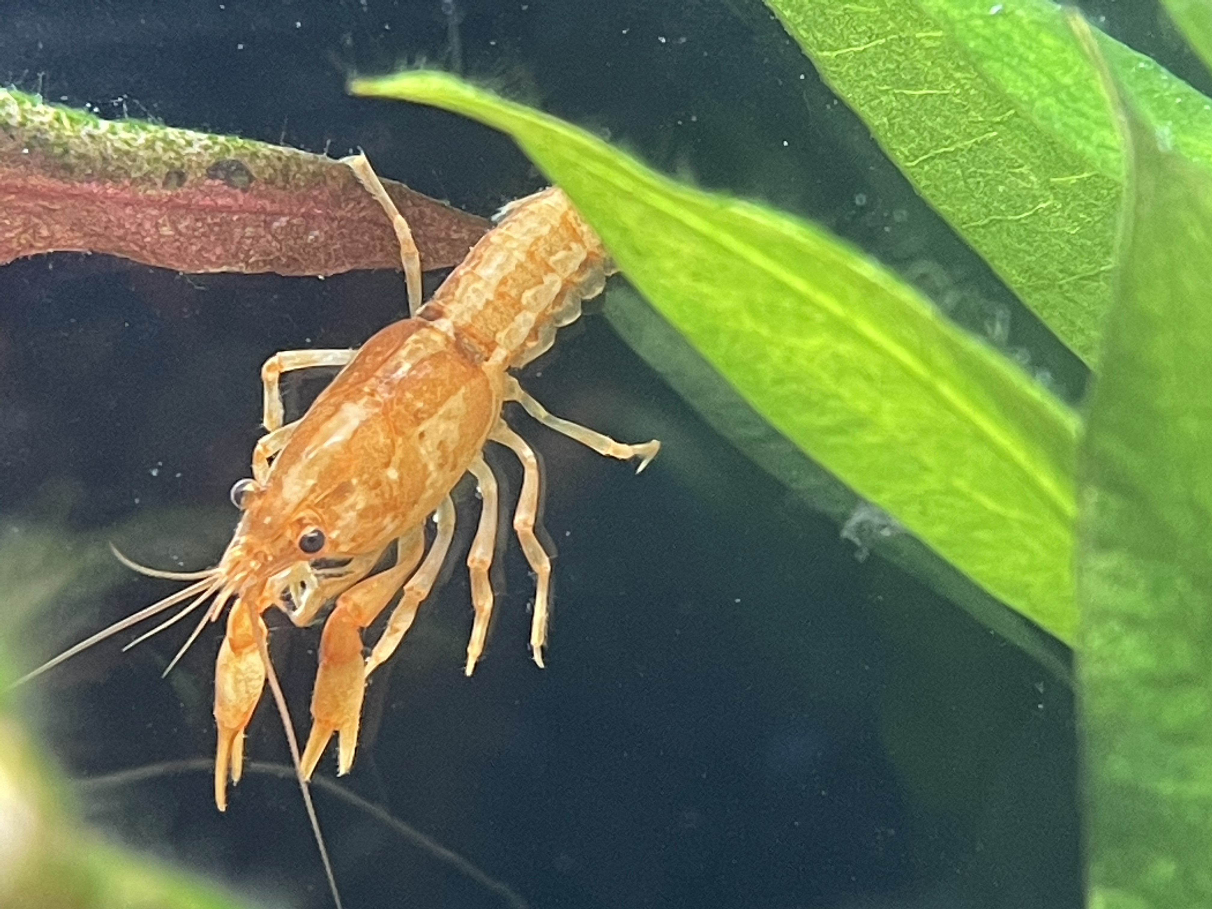 Mexican Dwarf Crayfish Diet