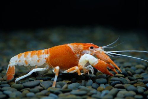 Crayfish Aggression