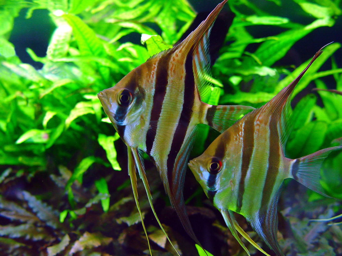 Freshwater Angelfish for Aquariums