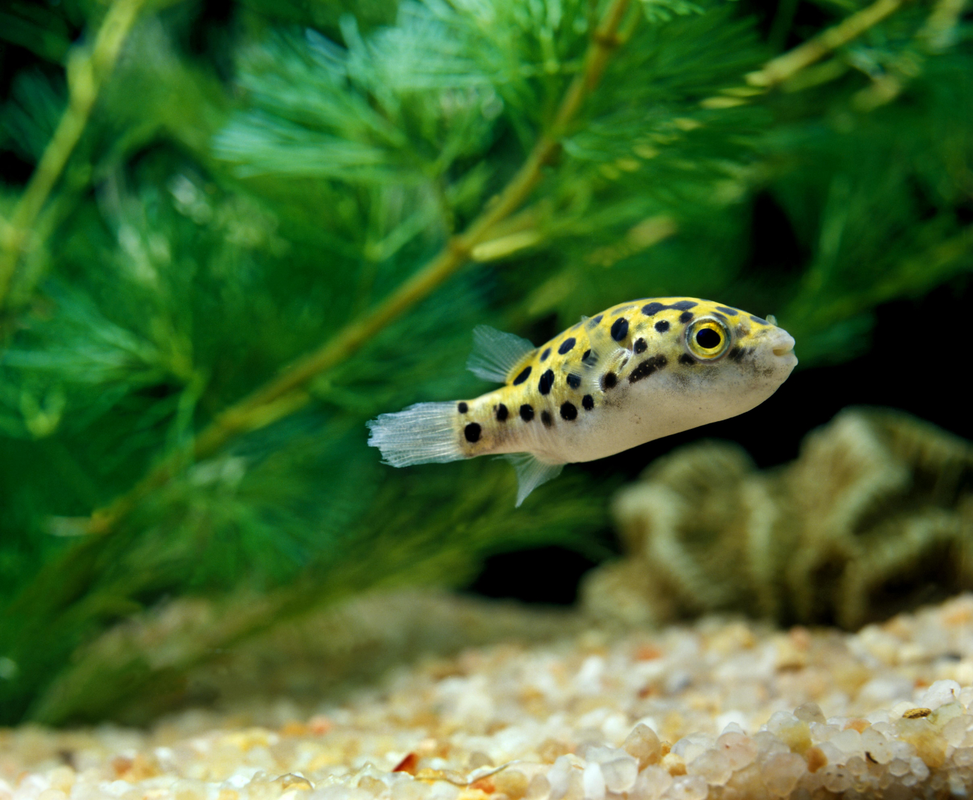 Green Spotted Puffer Fish Breeding
