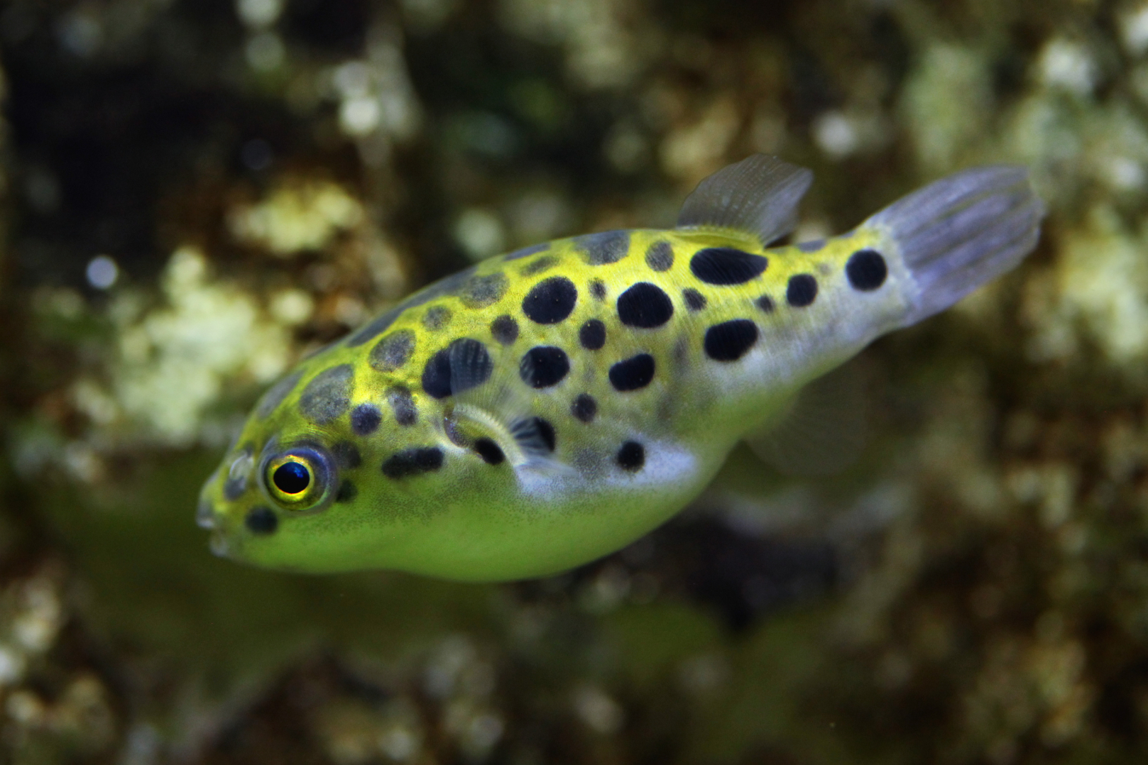 Green Spotted Puffer Tank Size