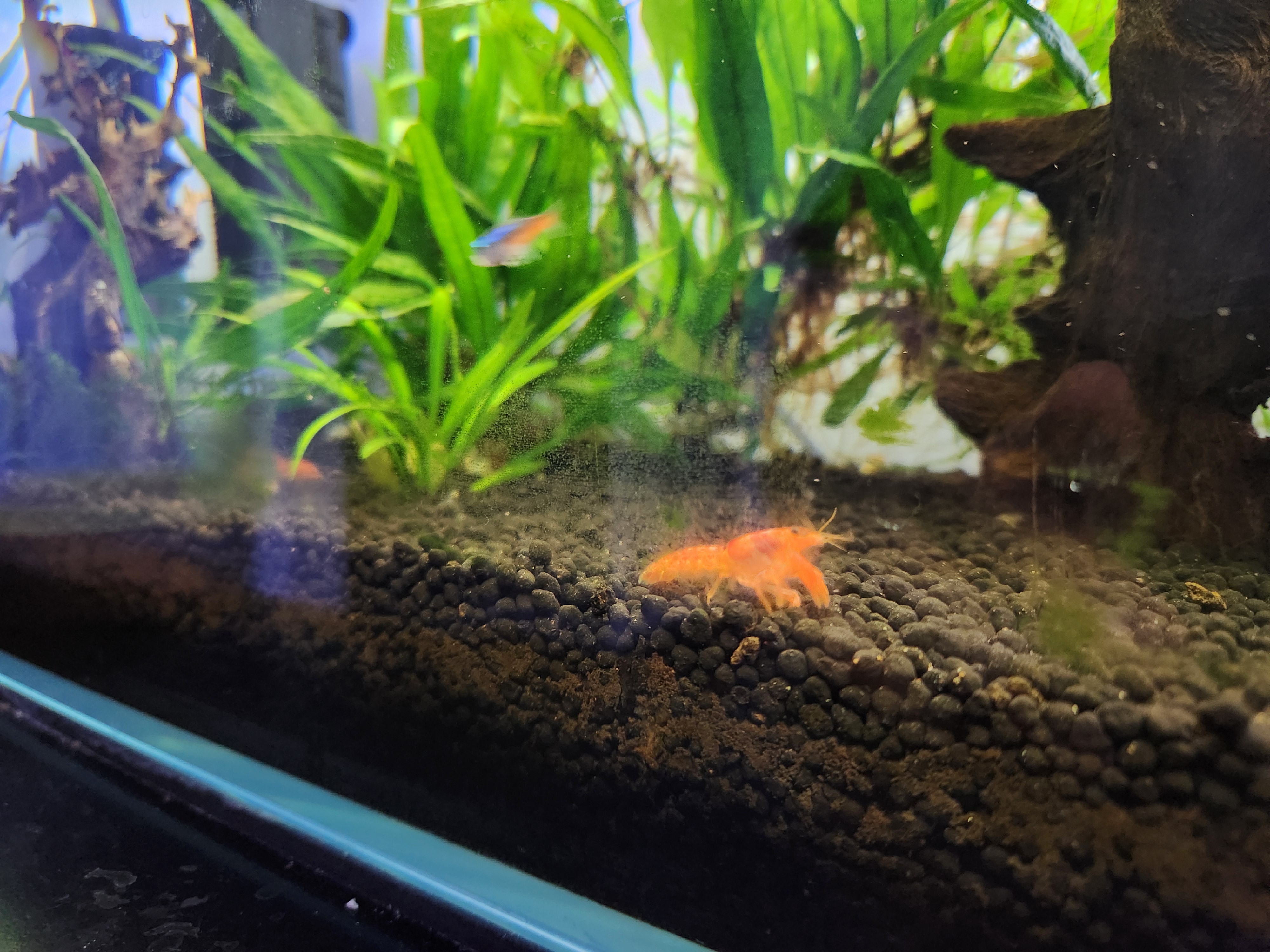 Dwarf Crayfish Live with Shrimp