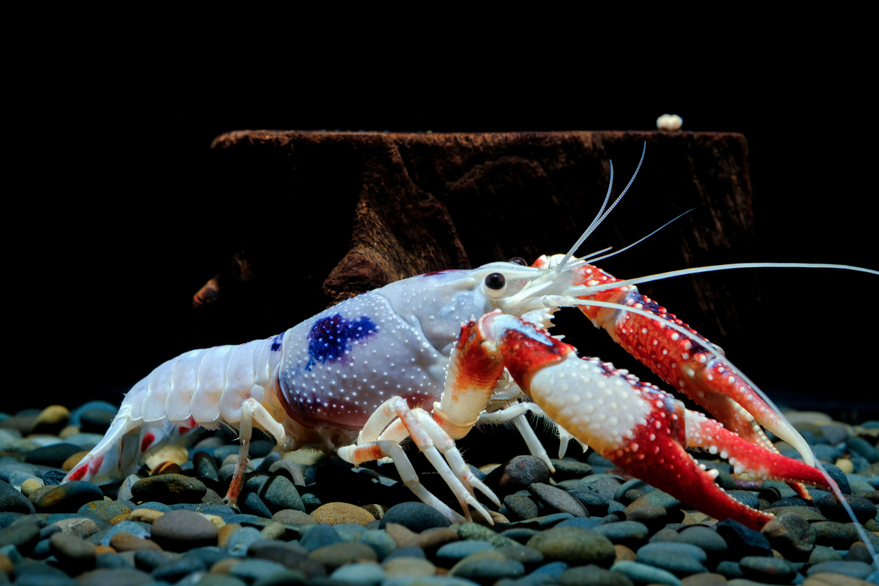 Top Types of Aquarium Crayfish