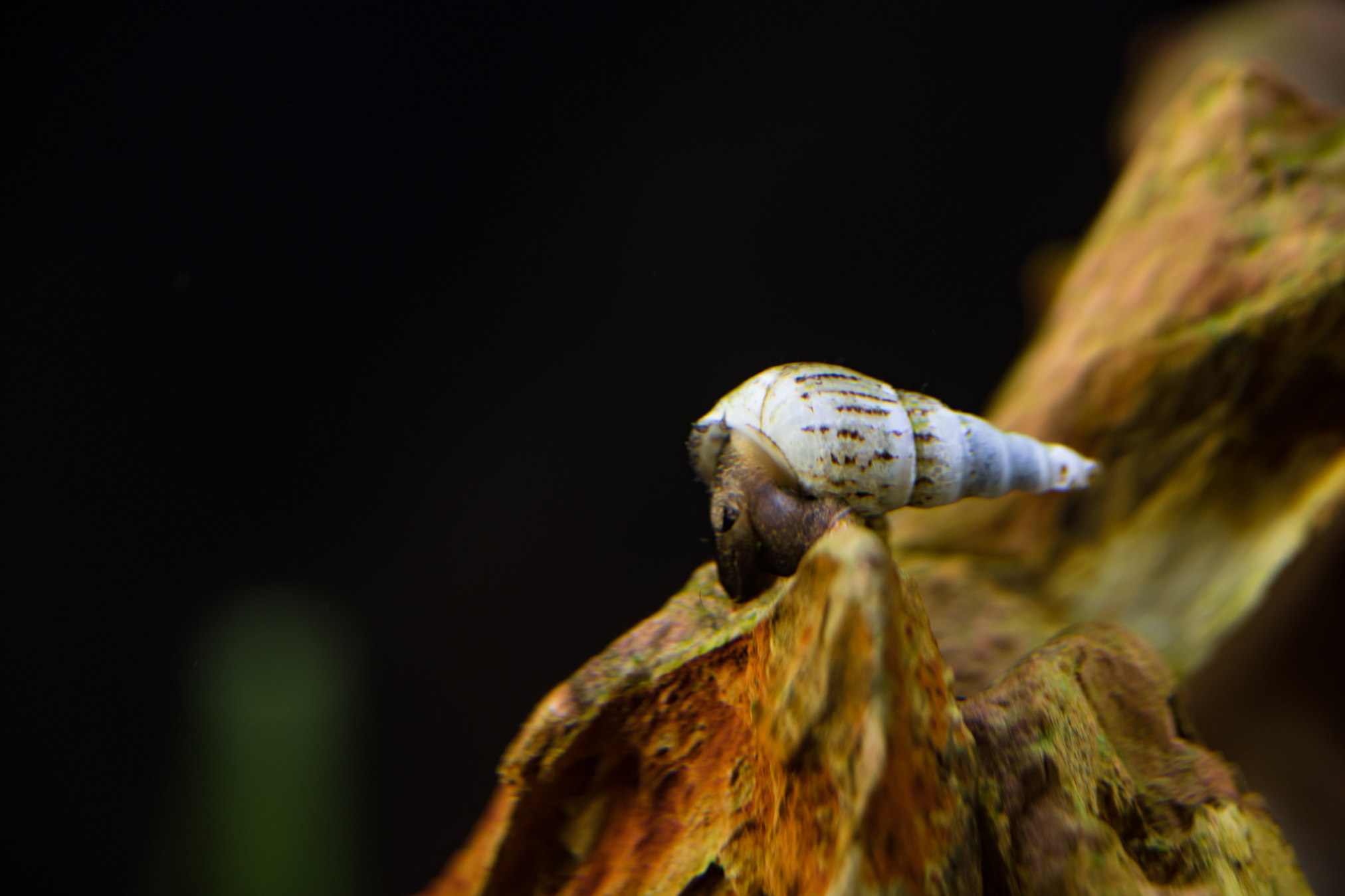 Malaysian Trumpet Snails