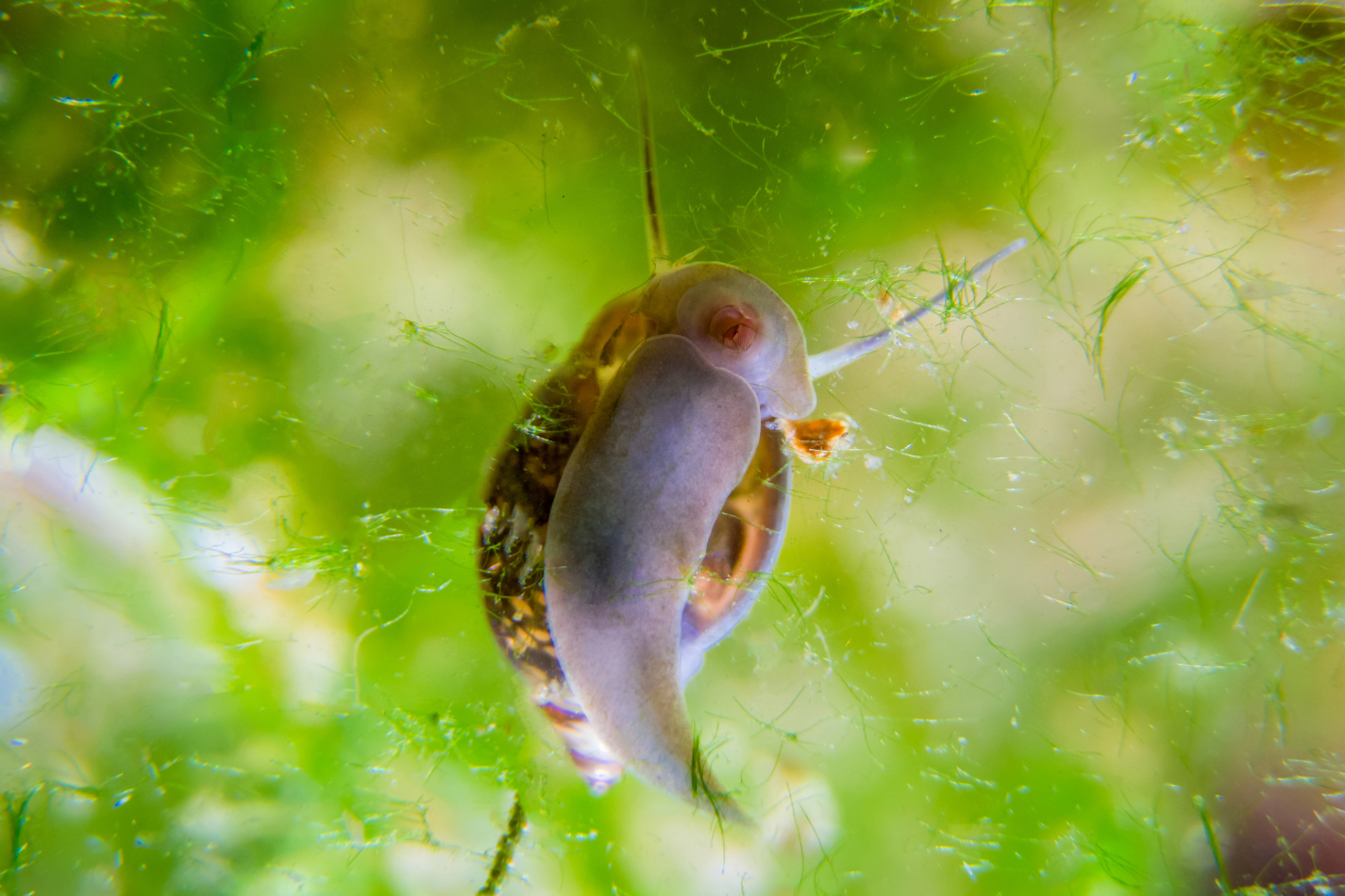 Bladder Snails Breeding