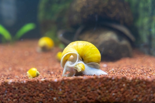 Mystery Snail Care and Habitat Guide
