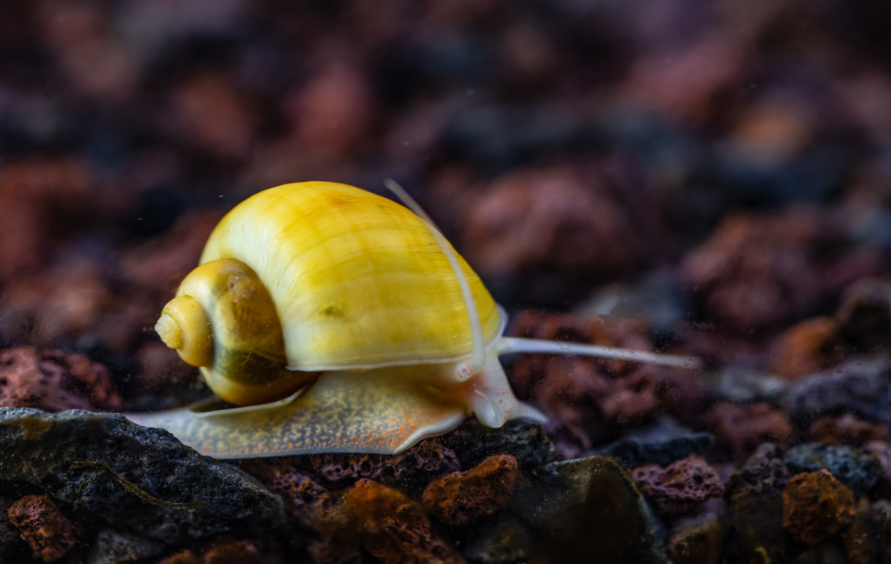 Golden Mystery Snail Care