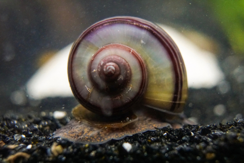 Mystery Snail Growth Rate