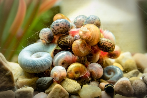 Create a Community for Your Snail