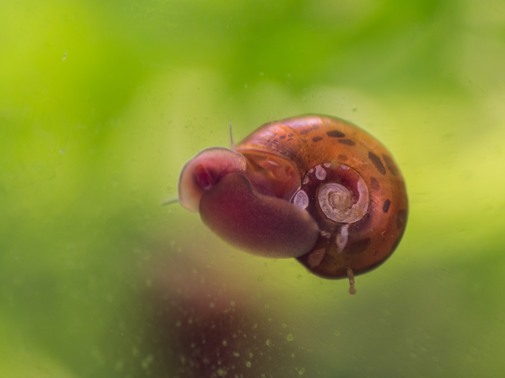 Ramshorn Snails Coloration and Variations