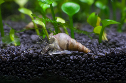 Trumpet Snails Hiding in Substrate and Gravel Tips