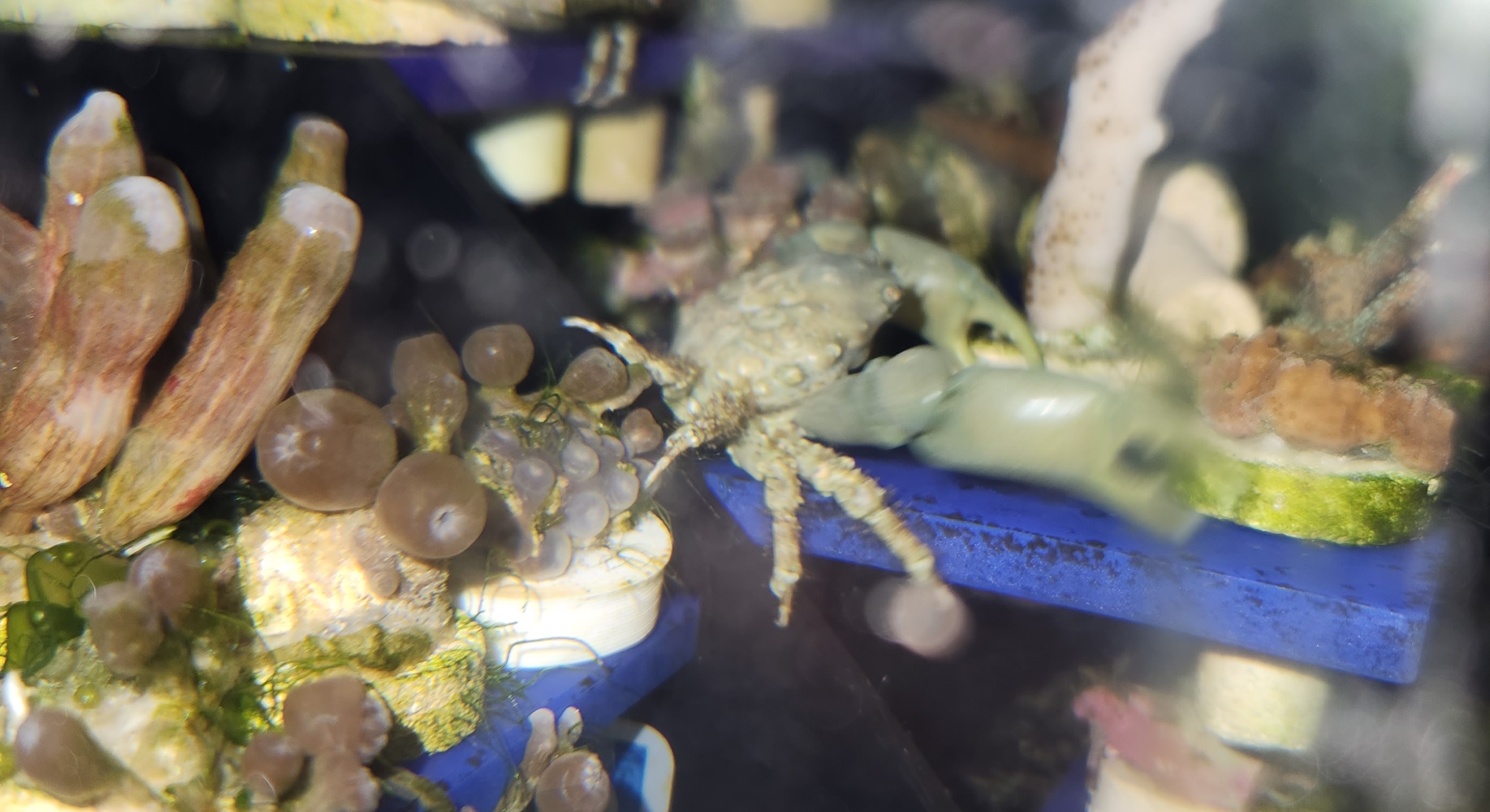 Understanding Emerald Crab Aggression