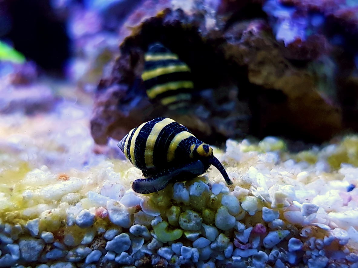Bumblebee Snails Eat Vermetid Snails