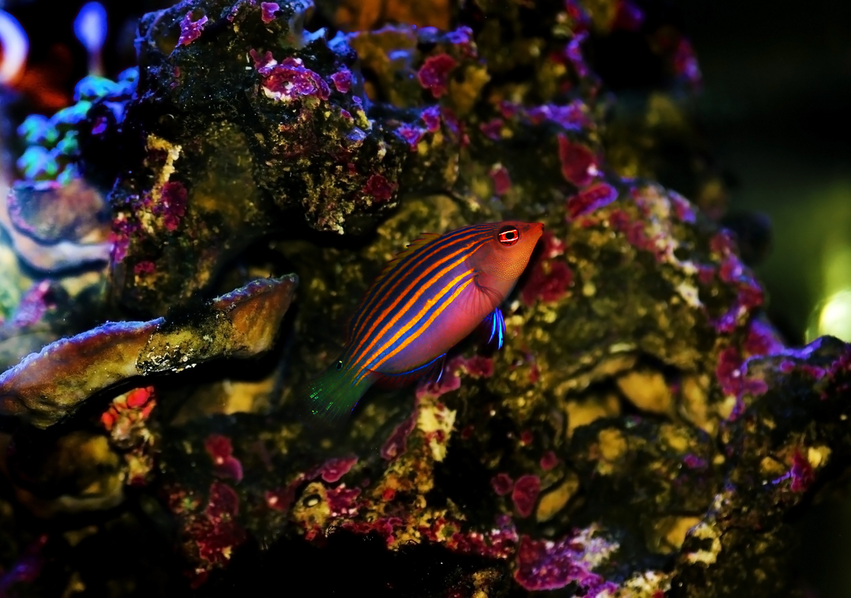 Six Line Wrasse