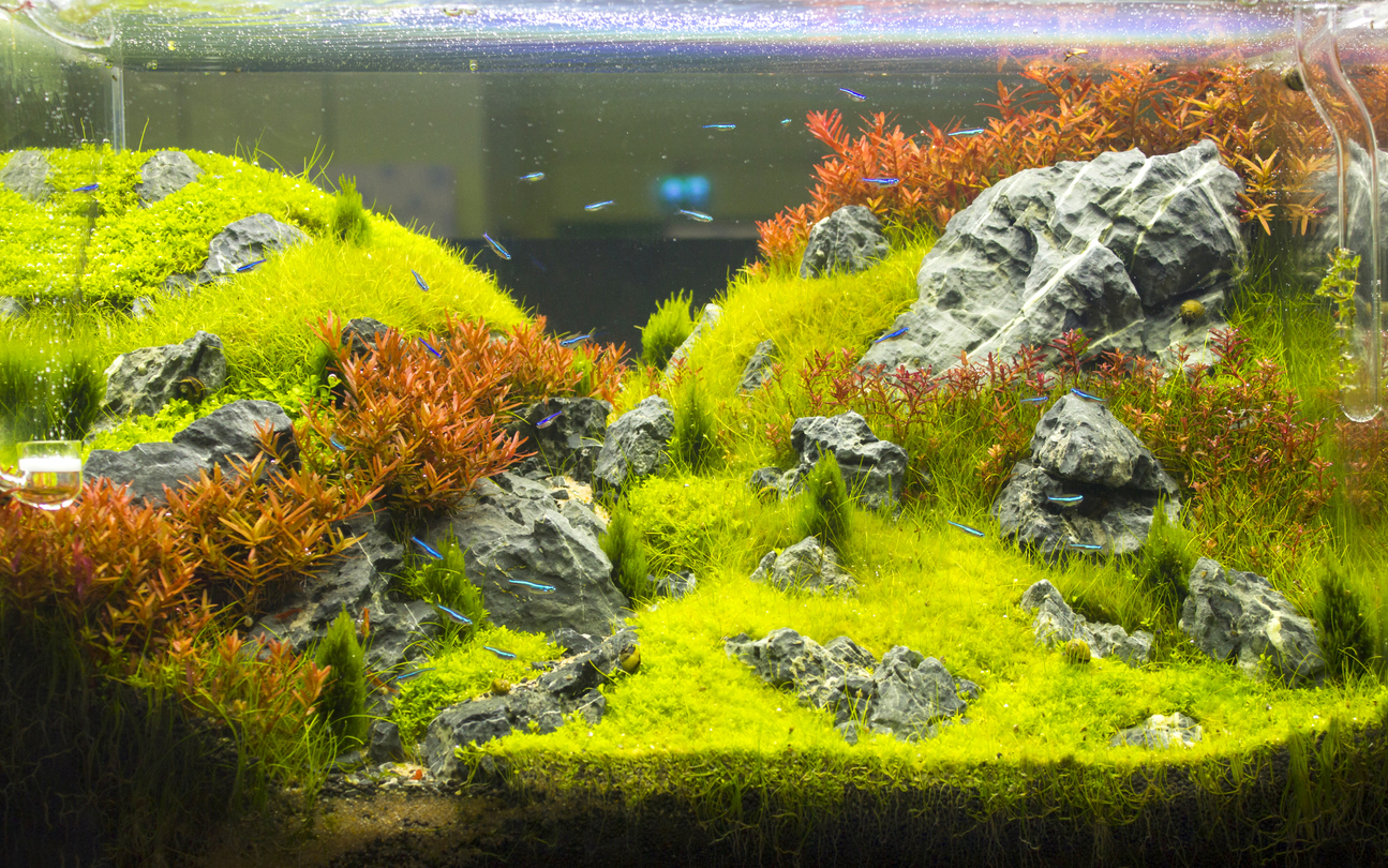 co2 aquascape