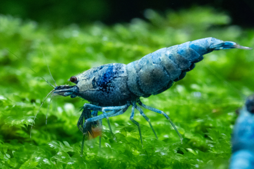 Blue Bolt Shrimp