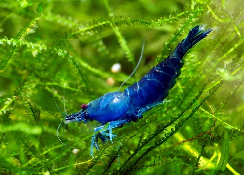 Blue Dream Shrimp