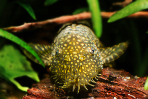 Bristlenose Pleco Chacolate