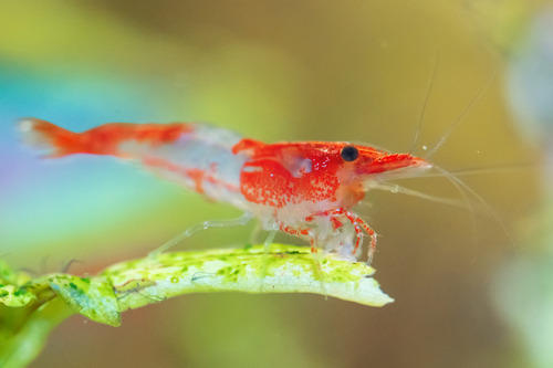 Red Rili Shrimp