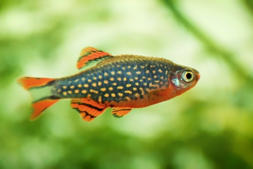 galaxy rasbora