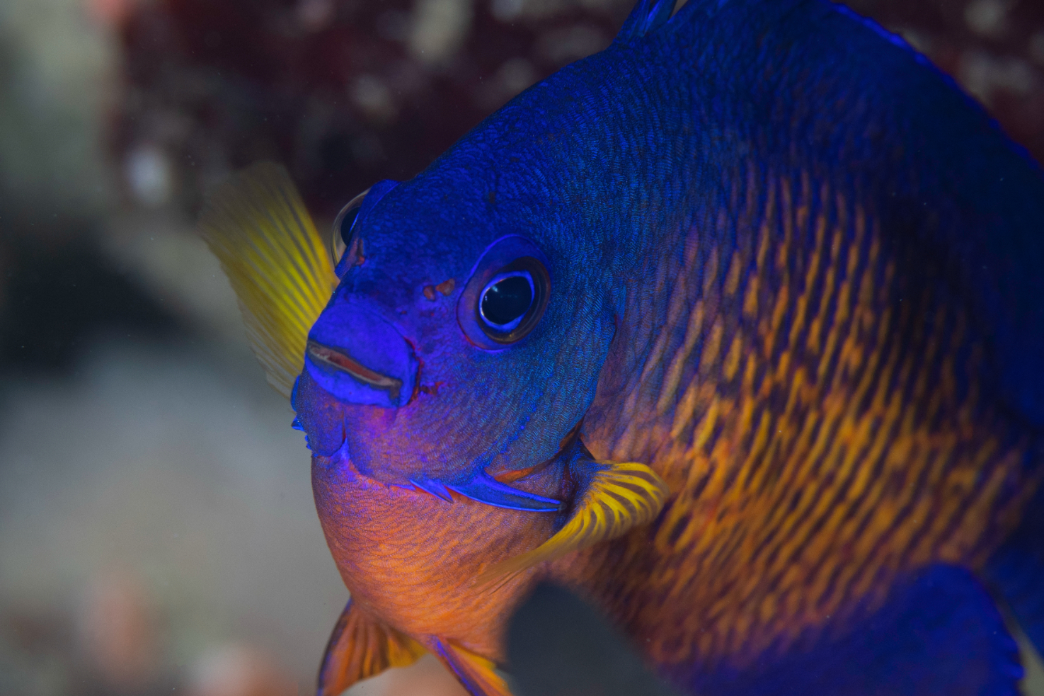 Close up coral beauty