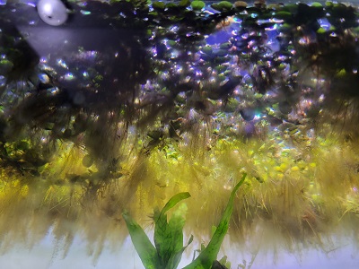 duckweed-bottom-view