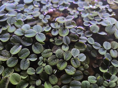 duckweed-top-view