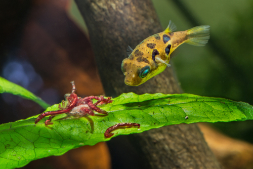 Dwarf Pea Puffer