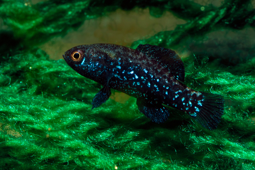 Pygmy Sunfish