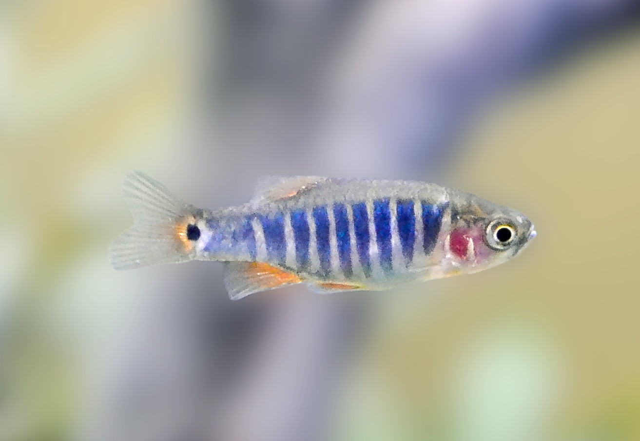 Emerald Rasbora