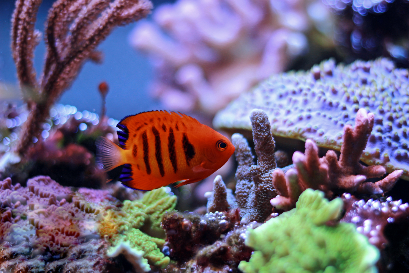 Flame Angelfish