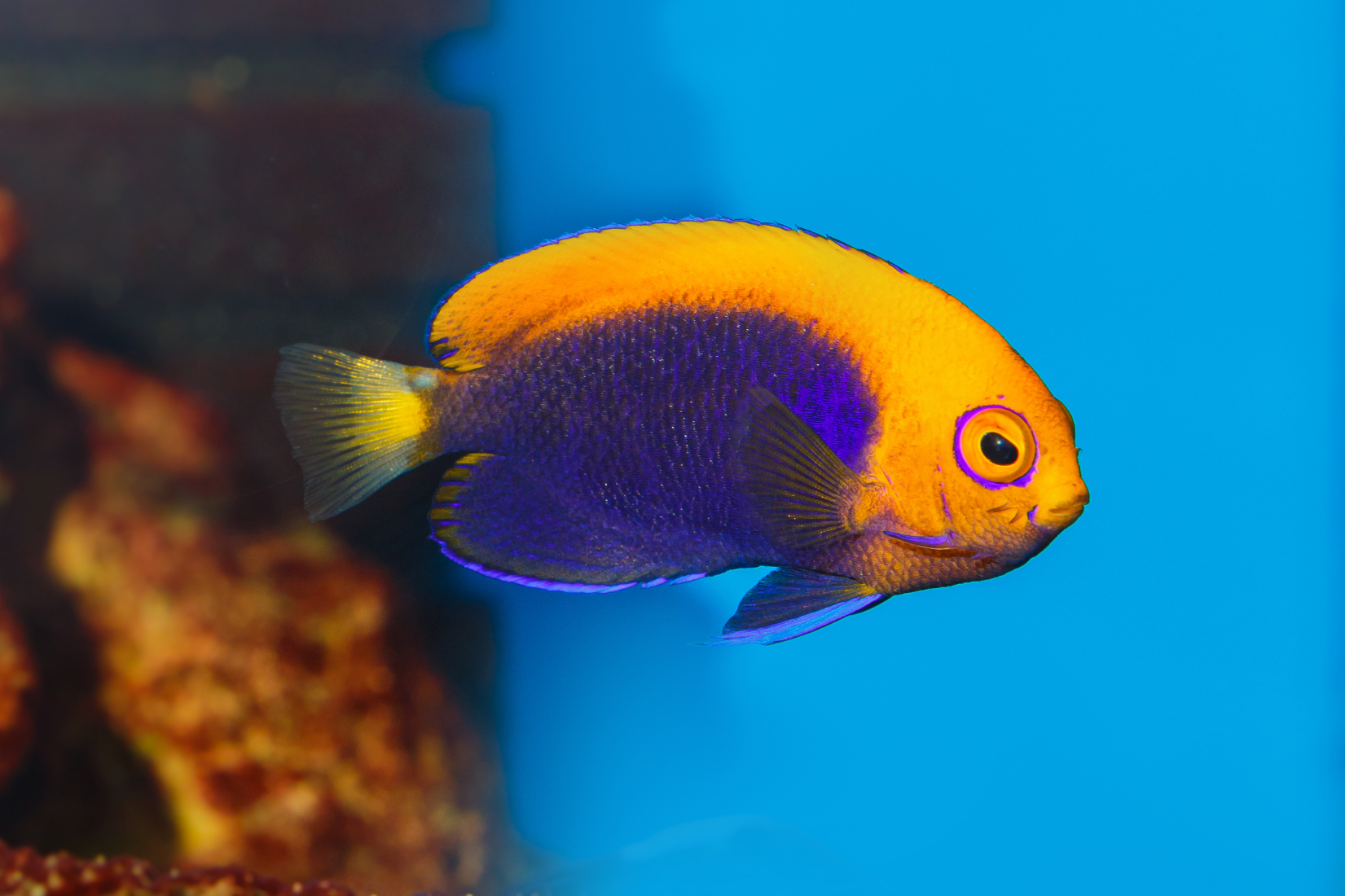 Saltwater Dwarf Angelfish - Best Dwarf Angels For Your Aquarium ...