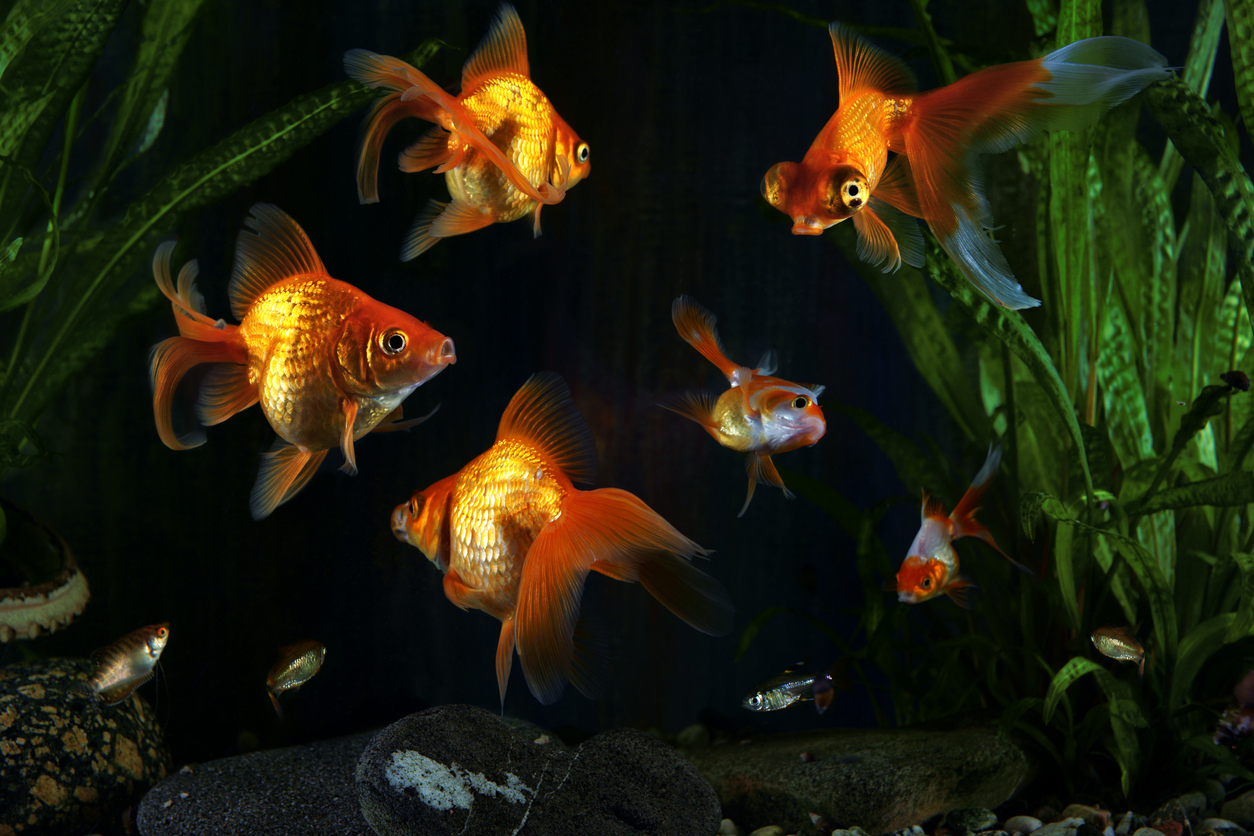 Goldfish Safe Plants