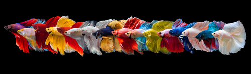 Multiple Betta Fish