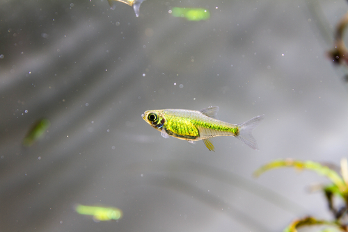 Neon Green Rasbora