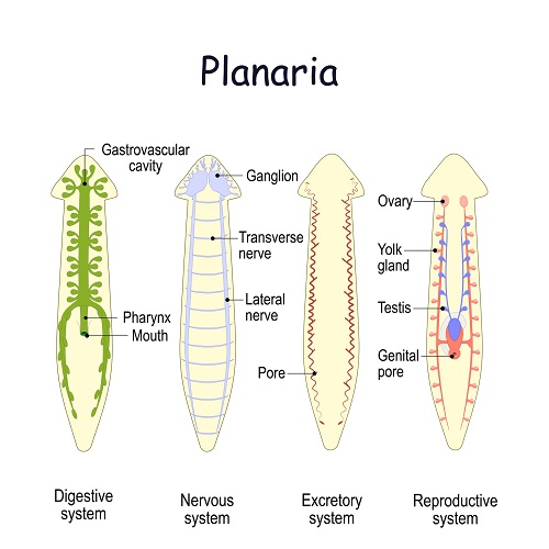 Planaria