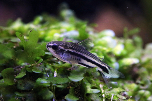 Pygmy Corydora