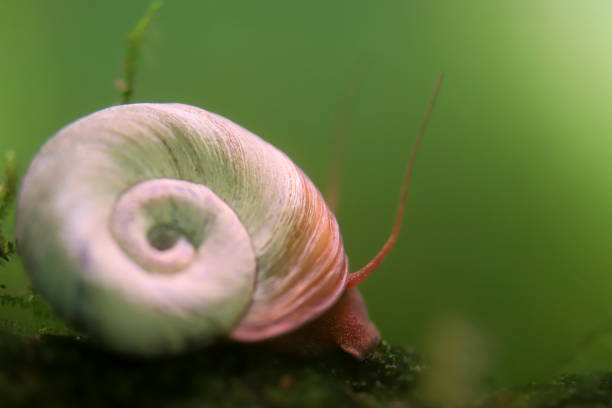 Ramhorn Snail