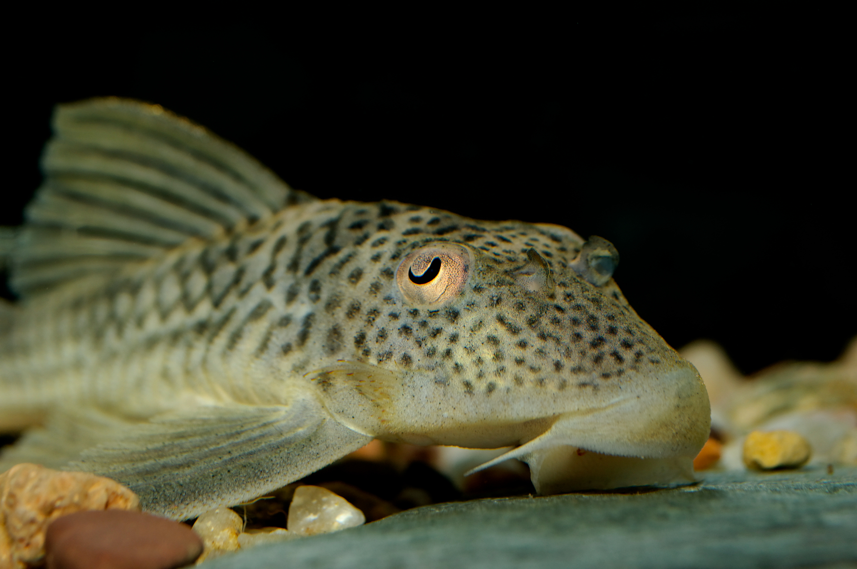 Rubber lip pleco