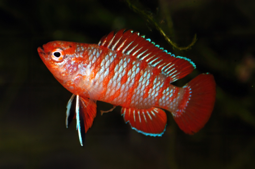 Scarlet Badis