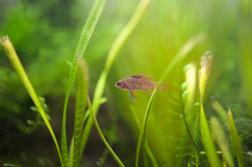 Small Scarlet Badis