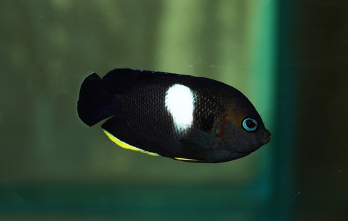 key hole angelfish