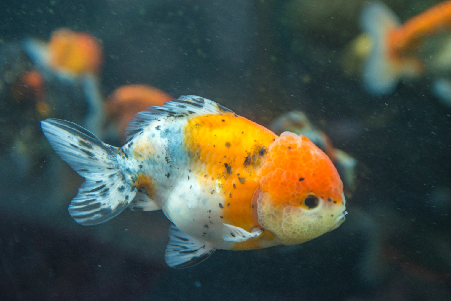 Calico Ranchu