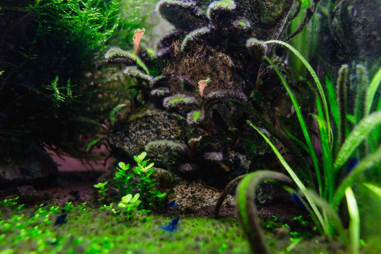 Nano Tank