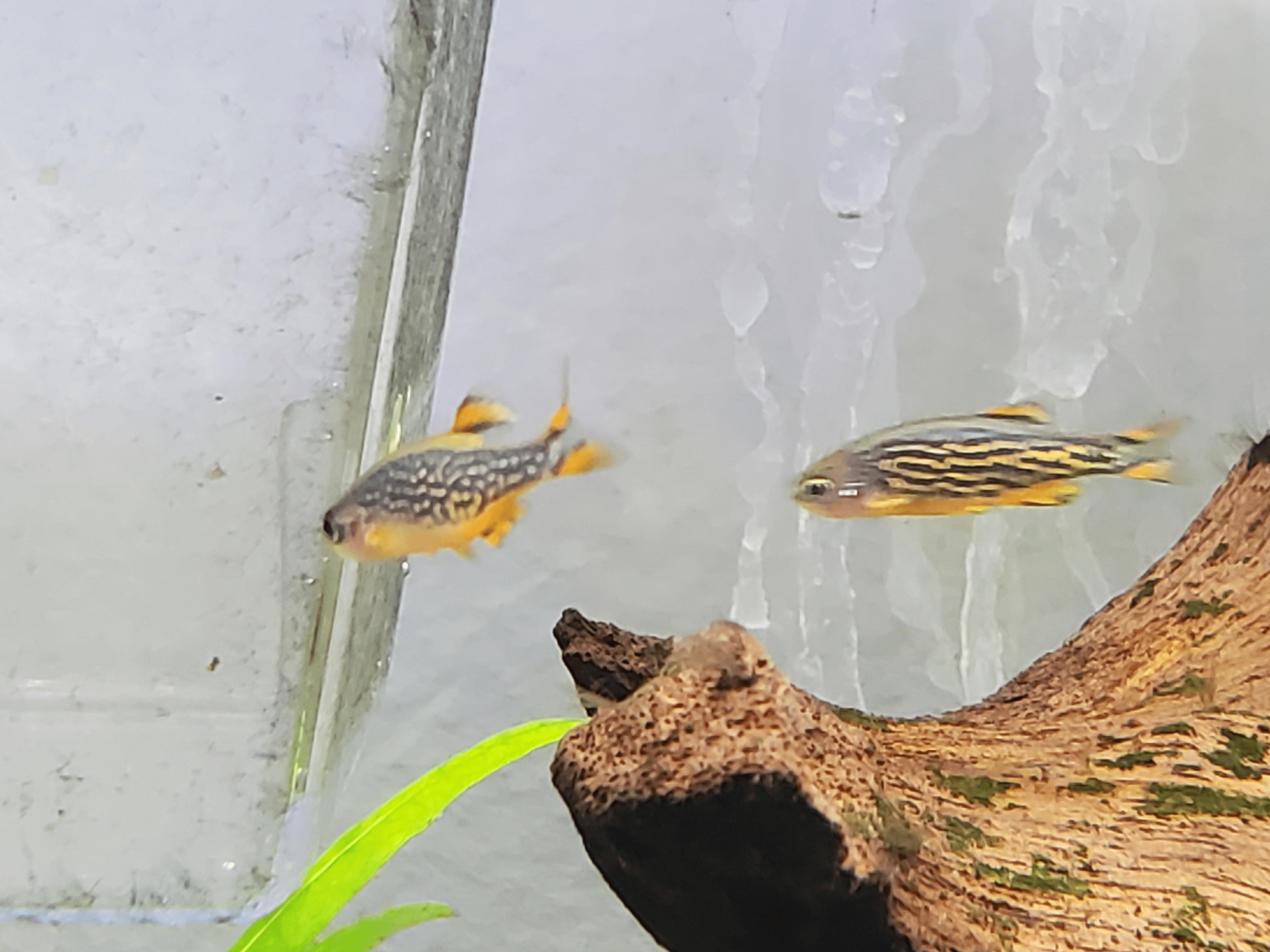 Celestial Pearl Danio Care