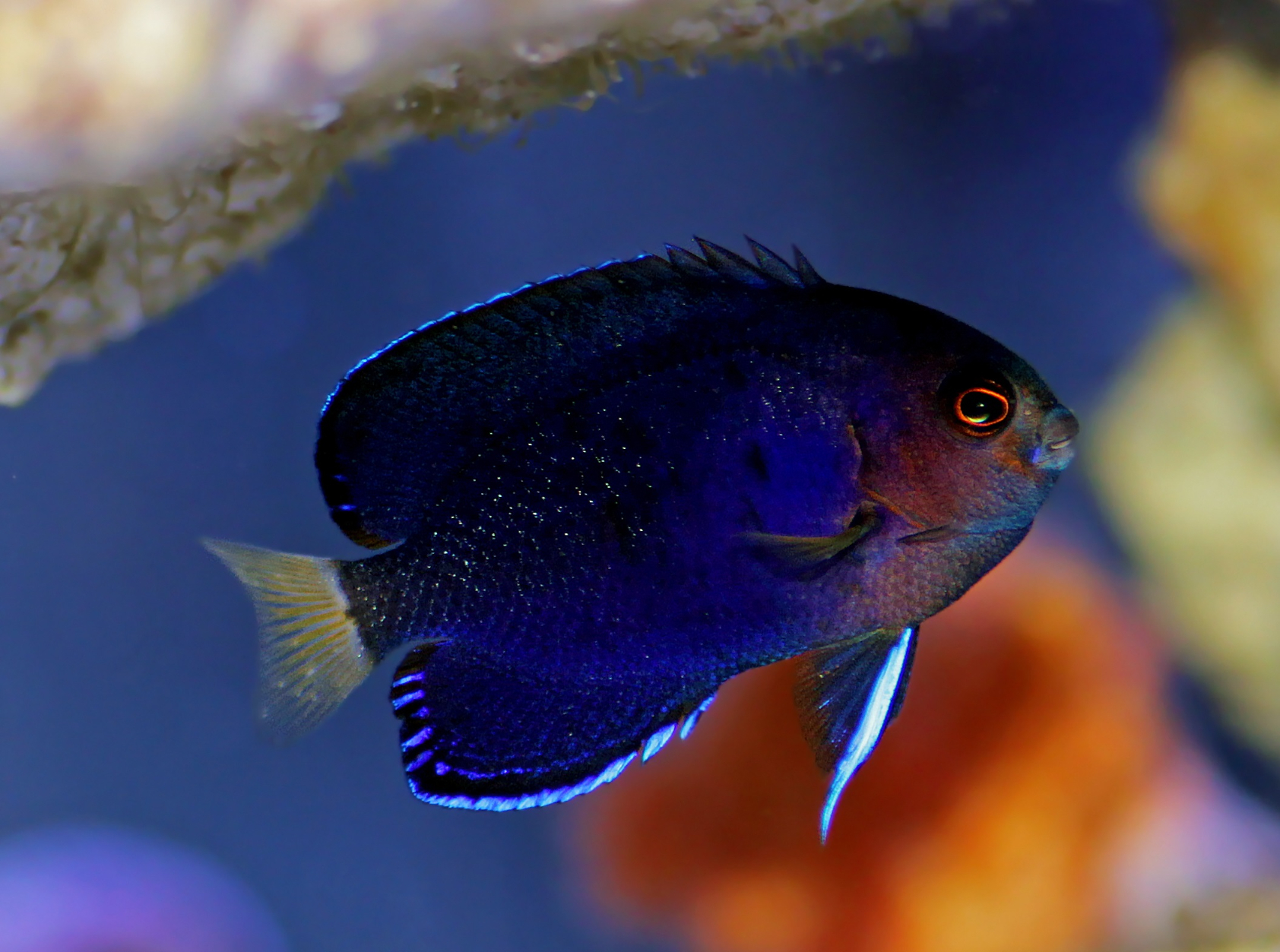 Fisheri Angelfish